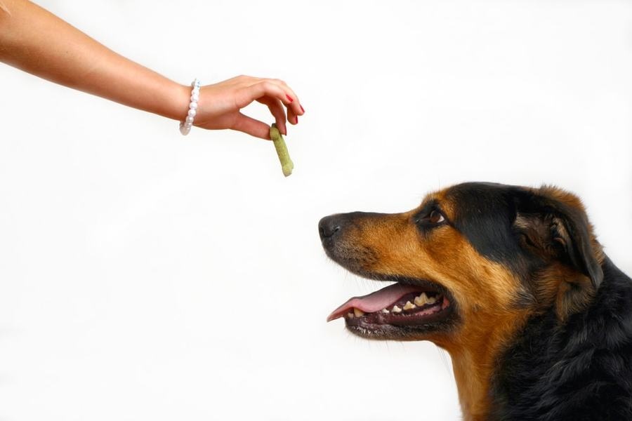 Canine Psychology Training Services That Truly Work