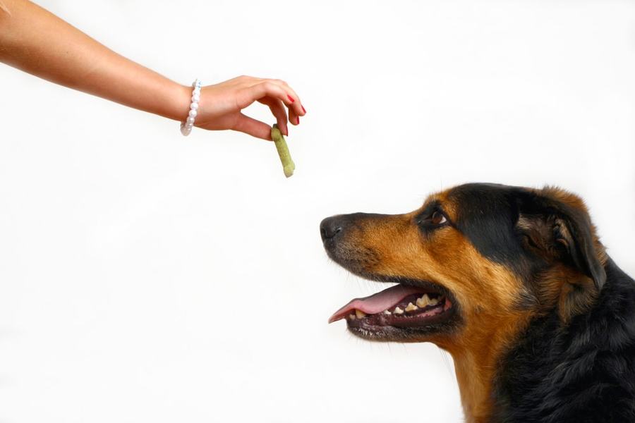 Canine Psychology Training Services That Truly Work
